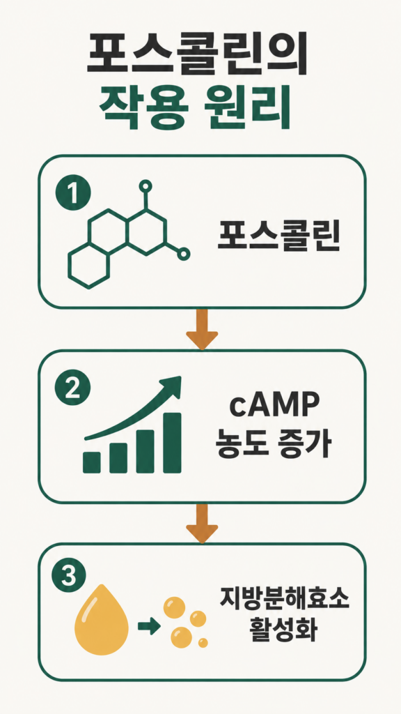 포스콜린 작용 원리(cAMP 지방분해효소 활성화) 설명 이미지